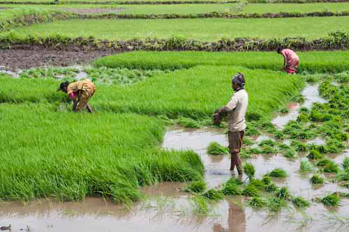 Images of Indian farmers, agriculture, agricultural fields, vegetable farming, fruit, harvesting activity.